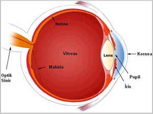 goz-anatomisi