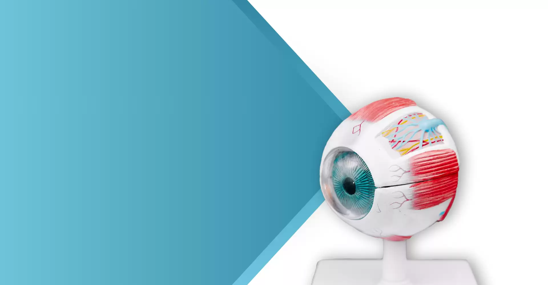 Retina, Makula ve Vitreus Hastalıkları ve Cerrahisi