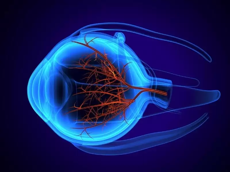 Retina-anjiyografisi