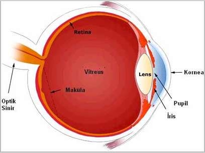 ucusan-cisimcikler-gormek-hastalik-belirtisi-midir